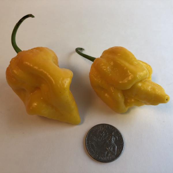 Big Yellow Mama - Seeds - The Pepper Pantry (Formerly Marie Sharp's)