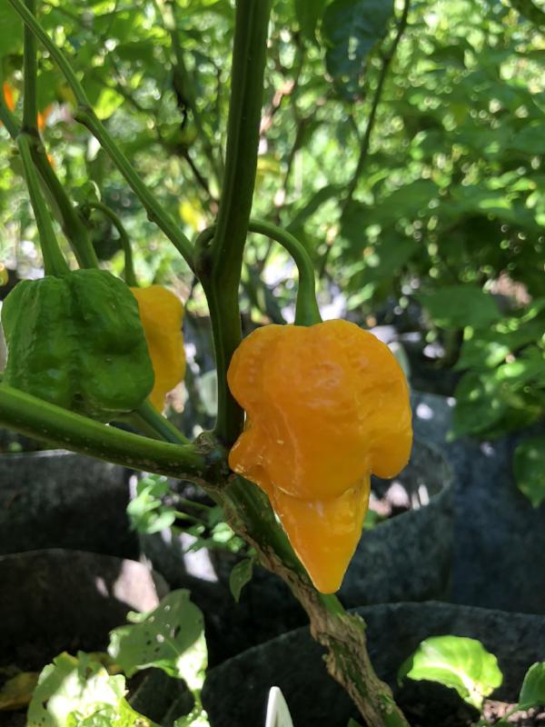 Big Yellow Mama - Seeds - The Pepper Pantry (Formerly Marie Sharp's)
