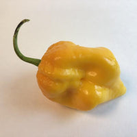 Big Yellow Mama - Seeds - The Pepper Pantry (Formerly Marie Sharp's)