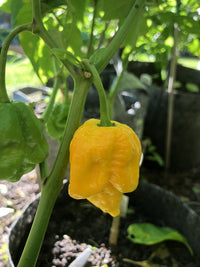 Big Yellow Mama - Seeds - The Pepper Pantry (Formerly Marie Sharp's)