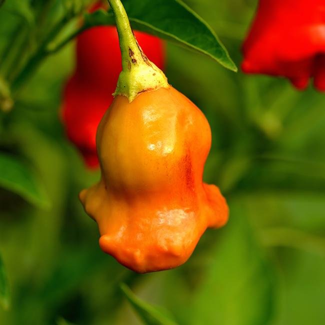 Bishops Crown Pepper Seeds - The Pepper Pantry (Formerly Marie Sharp's)