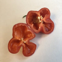 Bishops Crown - Seeds - The Pepper Pantry (Formerly Marie Sharp's)