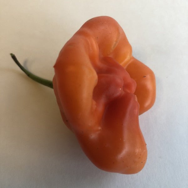 Bishops Crown - Seeds - The Pepper Pantry (Formerly Marie Sharp's)