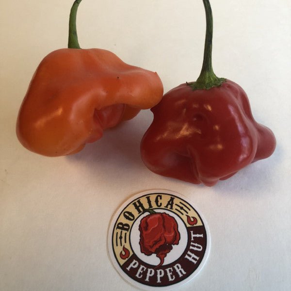 Bishops Crown - Seeds - The Pepper Pantry (Formerly Marie Sharp's)