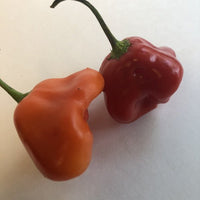 Bishops Crown - Seeds - The Pepper Pantry (Formerly Marie Sharp's)