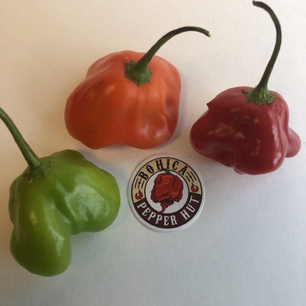 Bishops Crown - Seeds - The Pepper Pantry (Formerly Marie Sharp's)