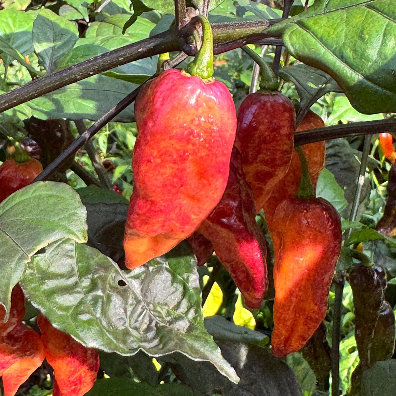 Black Bastard Peach - Seeds - The Pepper Pantry (Formerly Marie Sharp's)