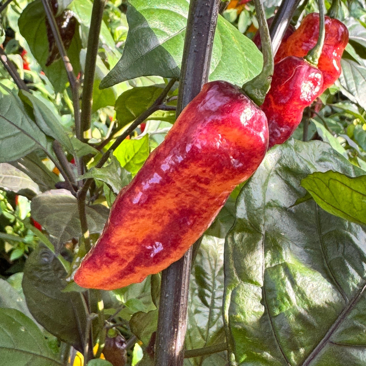 Black Bastard Peach - Seeds - The Pepper Pantry (Formerly Marie Sharp's)