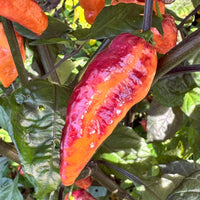 Black Bastard Peach - Seeds - The Pepper Pantry (Formerly Marie Sharp's)