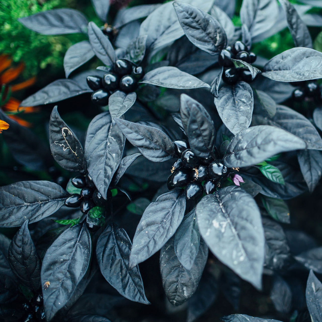 Black Pearl Pepper Seeds - The Pepper Pantry (Formerly Marie Sharp's)