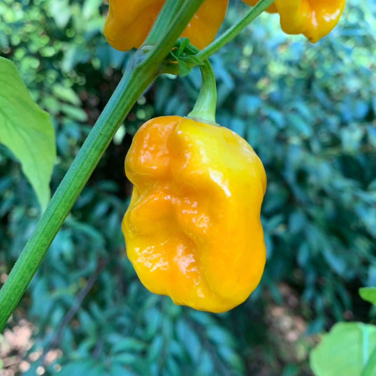 Bonda Mahala - Seeds - The Pepper Pantry (Formerly Marie Sharp's)