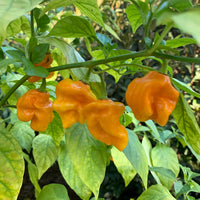 Bonda Mahala - Seeds - The Pepper Pantry (Formerly Marie Sharp's)