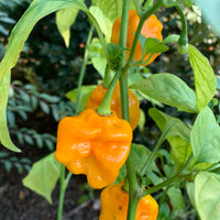 Bonda Mahala - Seeds - The Pepper Pantry (Formerly Marie Sharp's)