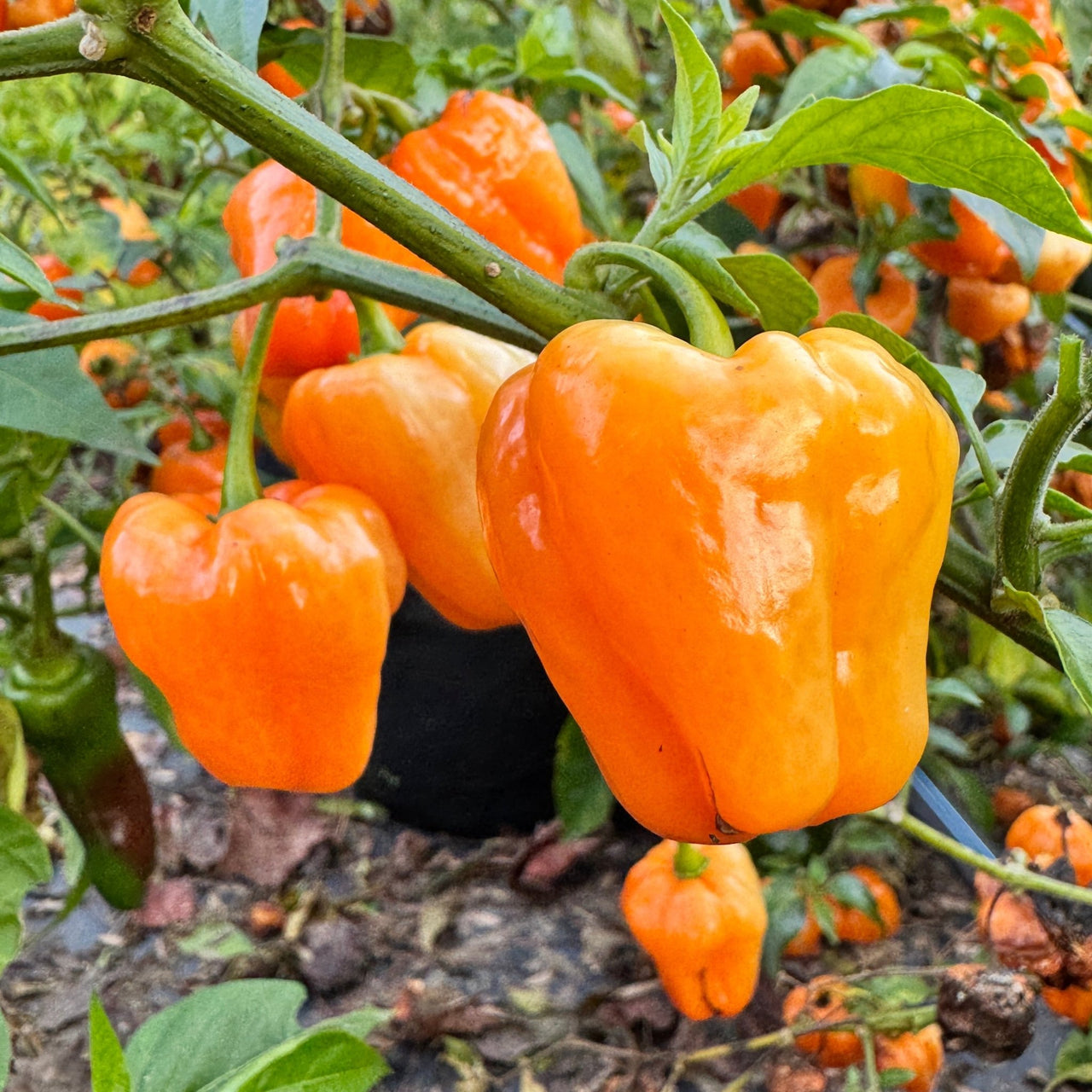 Chaak Habanero - Seeds - The Pepper Pantry (Formerly Marie Sharp's)