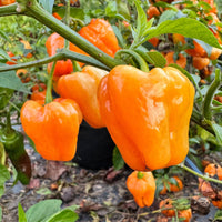 Chaak Habanero - Seeds - The Pepper Pantry (Formerly Marie Sharp's)