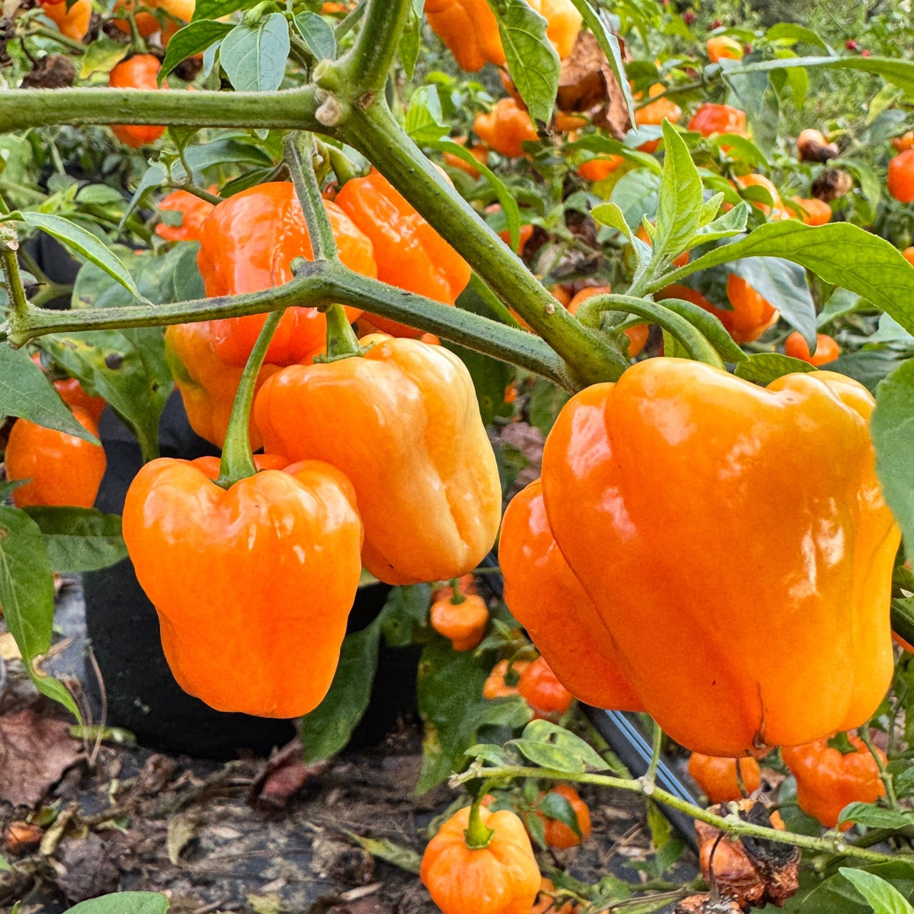 Chaak Habanero - Seeds - The Pepper Pantry (Formerly Marie Sharp's)
