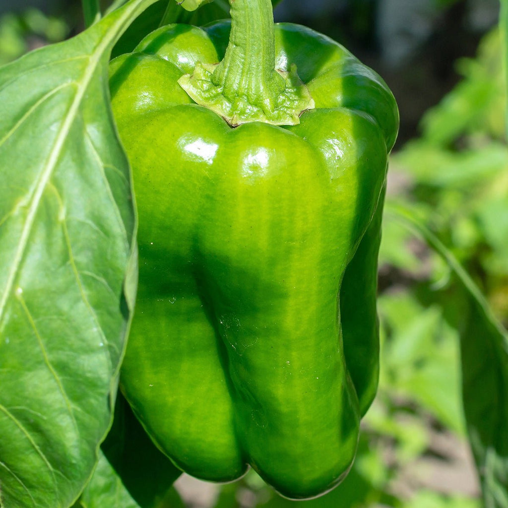 plant bell peppers from seeds Chinese Giant Pepper Seeds – The Pepper Pantry