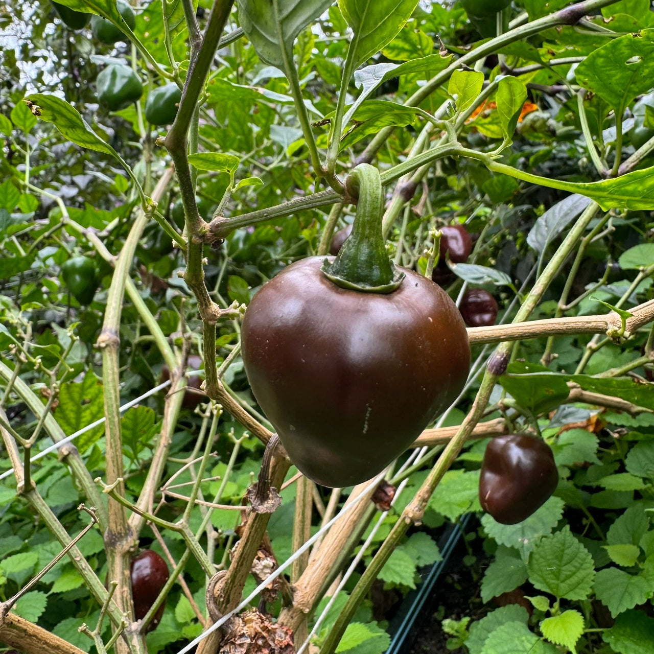 Chocolate Cherry Bomb - Seeds - The Pepper Pantry (Formerly Marie Sharp's)