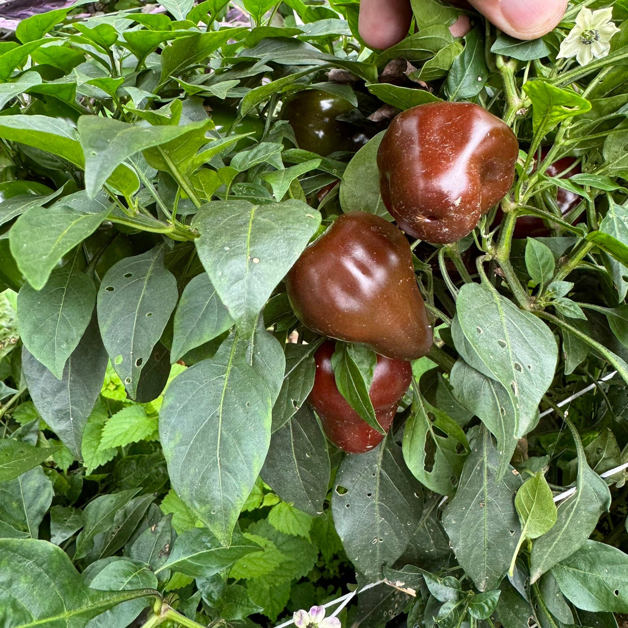 Chocolate Cherry Bomb - Seeds - The Pepper Pantry (Formerly Marie Sharp's)