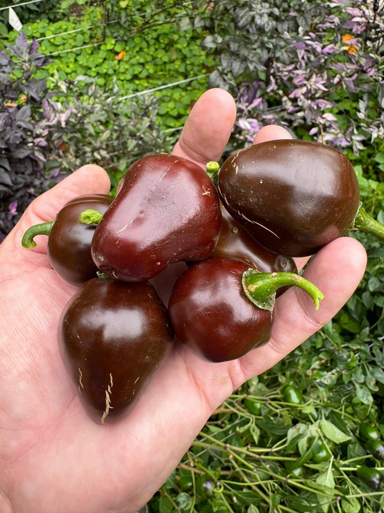 Chocolate Cherry Bomb - Seeds - The Pepper Pantry (Formerly Marie Sharp's)