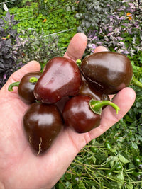 Chocolate Cherry Bomb - Seeds - The Pepper Pantry (Formerly Marie Sharp's)