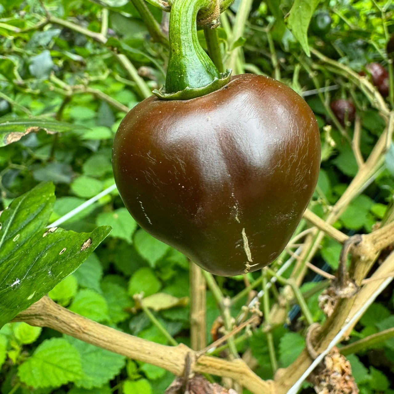 Chocolate Cherry Bomb - Seeds - The Pepper Pantry (Formerly Marie Sharp's)