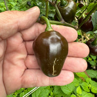 Chocolate Cherry Bomb - Seeds - The Pepper Pantry (Formerly Marie Sharp's)