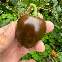 Chocolate Cherry Bomb - Seeds - The Pepper Pantry (Formerly Marie Sharp's)