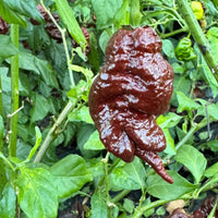 Chocolate Primotalii - Seeds - The Pepper Pantry (Formerly Marie Sharp's)