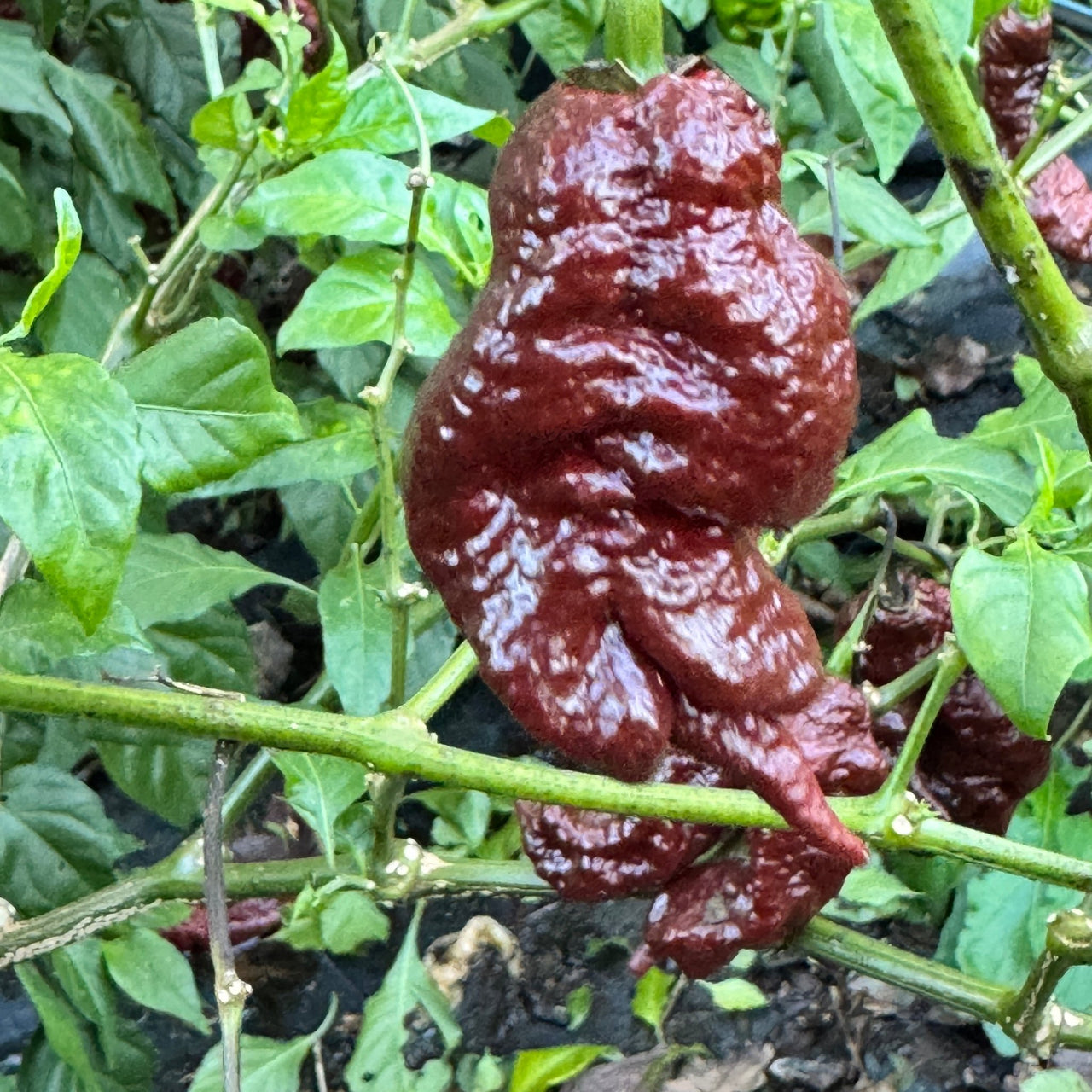 Chocolate Primotalii - Seeds - The Pepper Pantry (Formerly Marie Sharp's)
