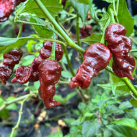 Chocolate Primotalii - Seeds - The Pepper Pantry (Formerly Marie Sharp's)