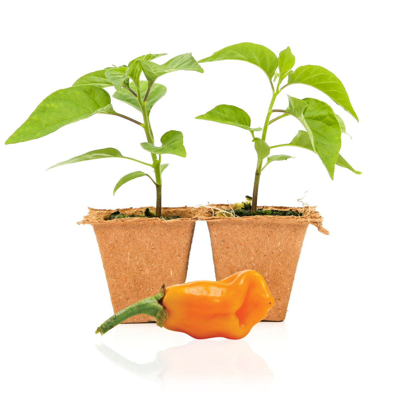Datil Pepper Plants - The Pepper Pantry (Formerly Marie Sharp's)