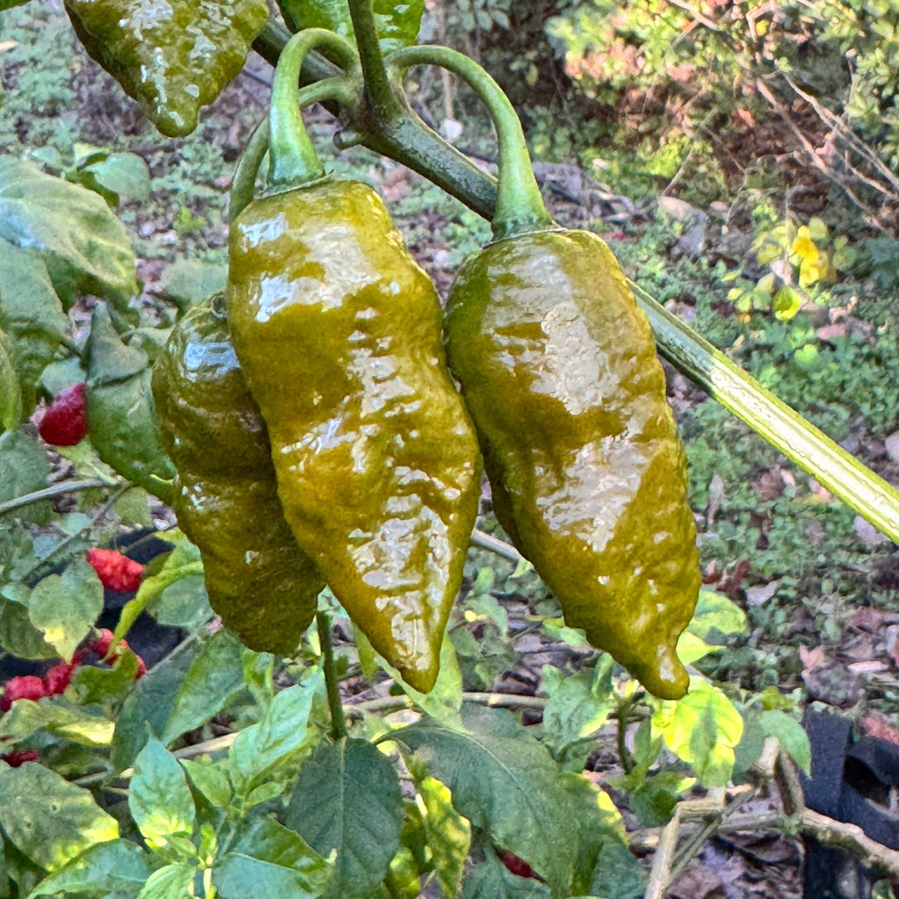 Death Spiral Mustard - Seeds - The Pepper Pantry (Formerly Marie Sharp's)