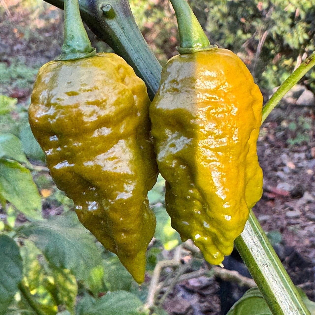 Death Spiral Mustard - Seeds - The Pepper Pantry (Formerly Marie Sharp's)