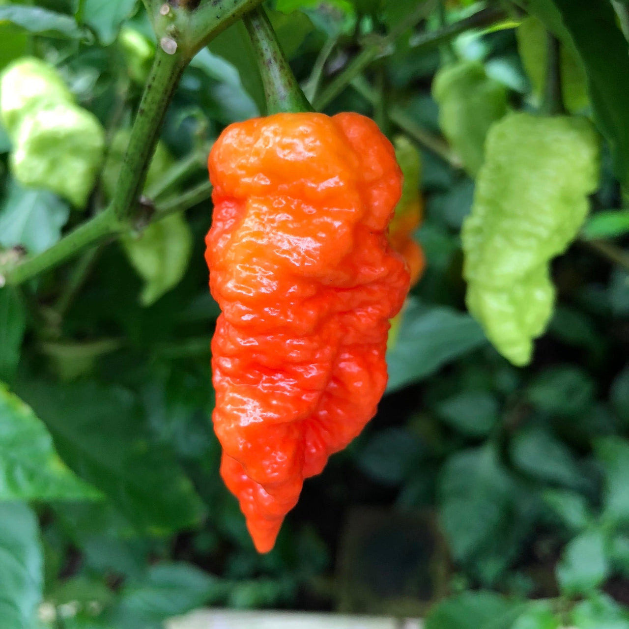 Death Spiral - Seeds - The Pepper Pantry (Formerly Marie Sharp's)