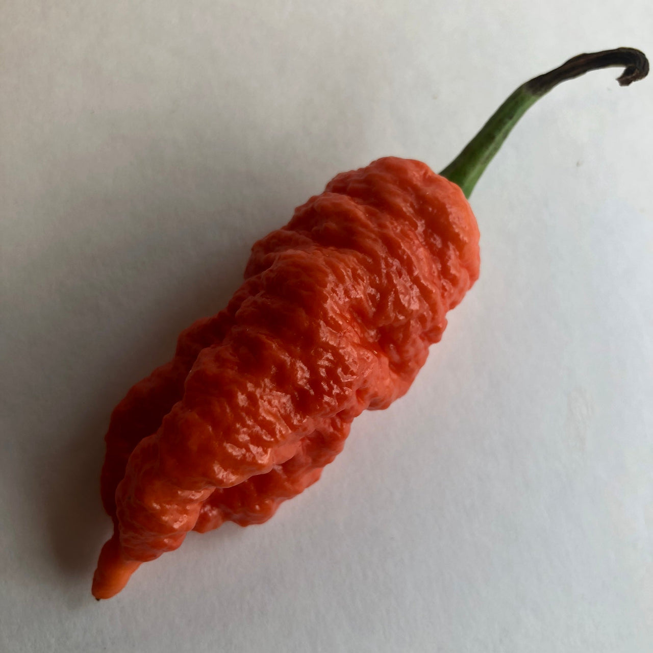 Death Spiral - Seeds - The Pepper Pantry (Formerly Marie Sharp's)