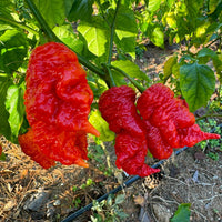 Death Spiral x Primotalii - Seeds - The Pepper Pantry (Formerly Marie Sharp's)