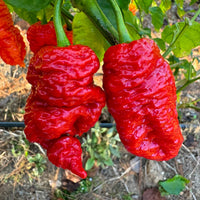 Death Spiral x Primotalii - Seeds - The Pepper Pantry (Formerly Marie Sharp's)