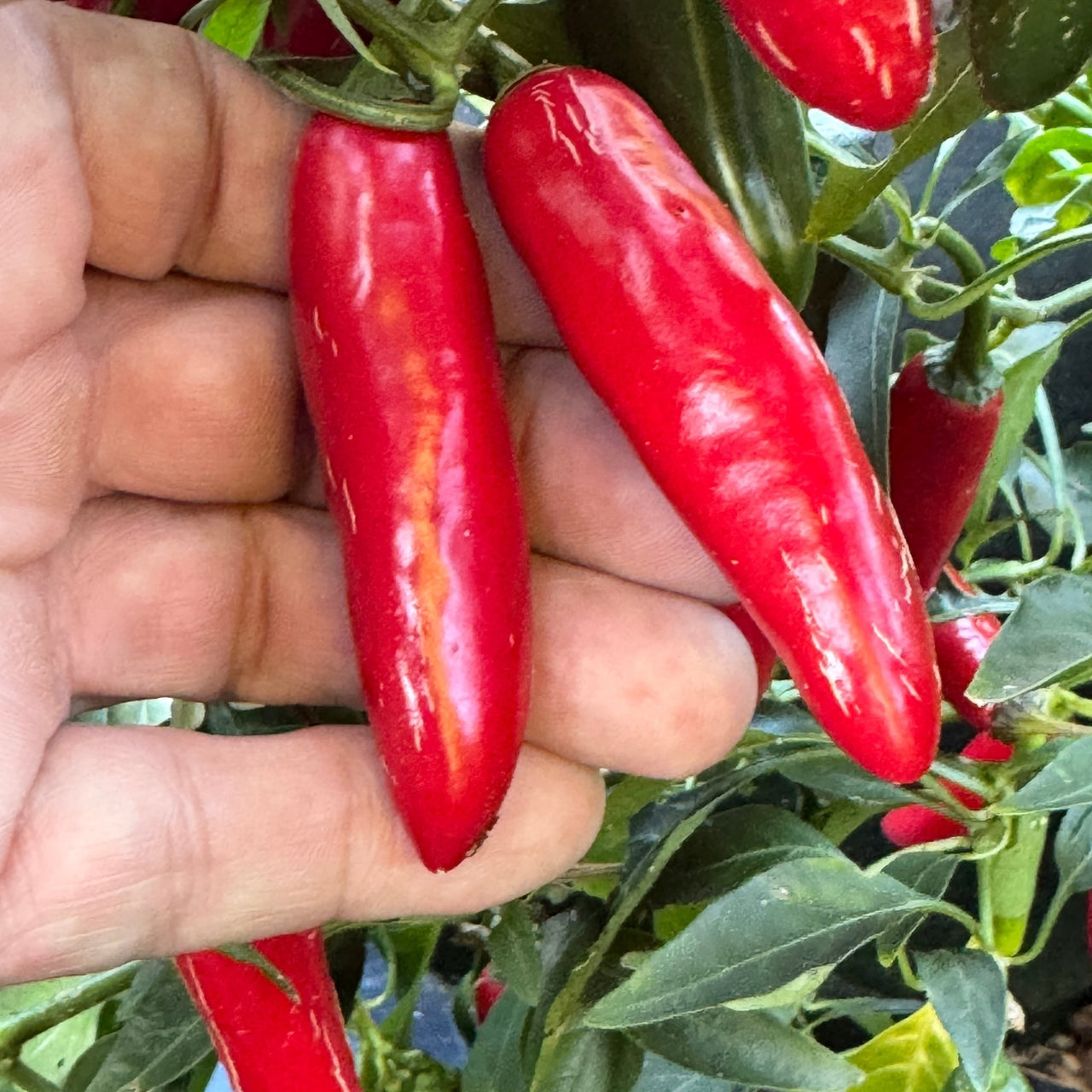 Devil Serrano - Seeds - The Pepper Pantry (Formerly Marie Sharp's)
