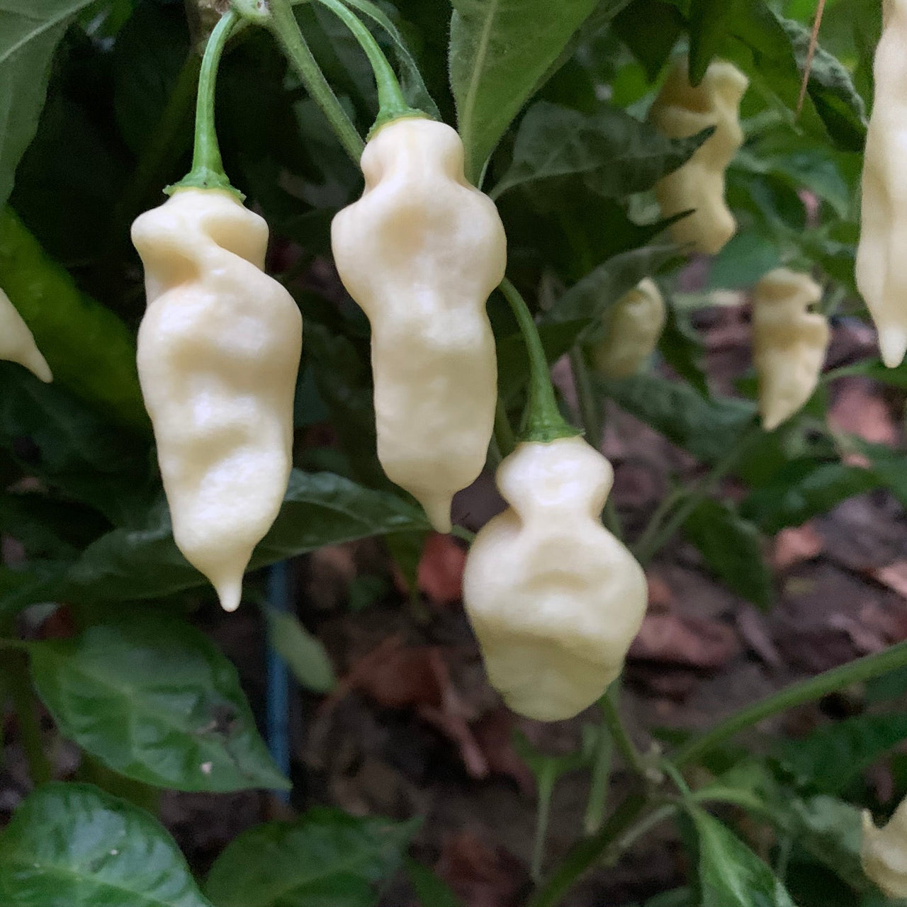 Devil's Tongue White - Seeds - The Pepper Pantry (Formerly Marie Sharp's)