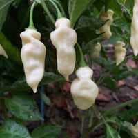 Devil's Tongue White - Seeds - The Pepper Pantry (Formerly Marie Sharp's)