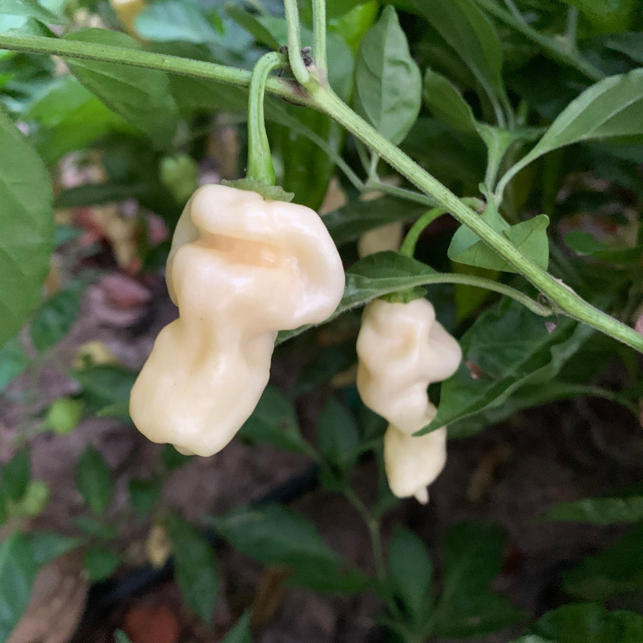 Devil's Tongue White - Seeds - The Pepper Pantry (Formerly Marie Sharp's)