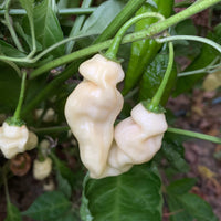 Devil's Tongue White - Seeds - The Pepper Pantry (Formerly Marie Sharp's)