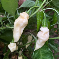 Devil's Tongue White - Seeds - The Pepper Pantry (Formerly Marie Sharp's)