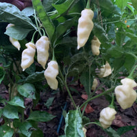 Devil's Tongue White - Seeds - The Pepper Pantry (Formerly Marie Sharp's)