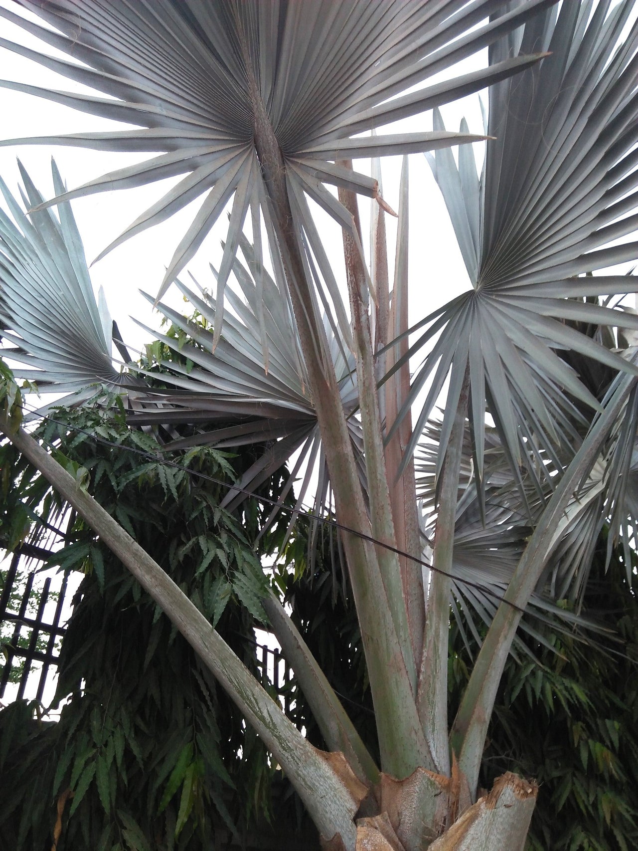 5 SILVER SAW PALMETTO Serenoa Repens American Dwarf Palm Tree Shrub Edible Fruit Sun or Shade Seeds