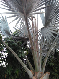 5 SILVER SAW PALMETTO Serenoa Repens American Dwarf Palm Tree Shrub Edible Fruit Sun or Shade Seeds