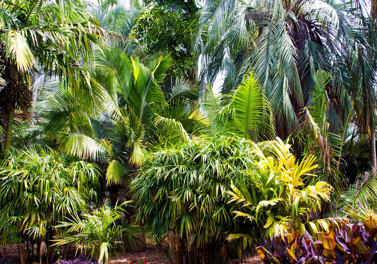 5 BAMBOO PALM Chamaedorea Seifrizii Reed or Parlor Palm Tree Sun Shade Houseplant Seeds