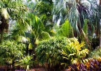 5 BAMBOO PALM Chamaedorea Seifrizii Reed or Parlor Palm Tree Sun Shade Houseplant Seeds