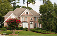 35 RED CREPE MYRTLE Lagerstroemia Indica Flowering Shrub Bush Small Tree Seeds